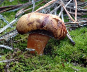 Hib peprn - Chalciporus piperatus1.jpg