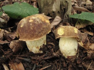 hib skvrnit-Boletus depilatus.JPG