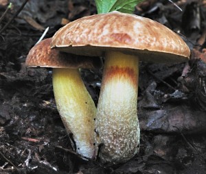 Hib skvrnit - Boletus depilatus.jpg