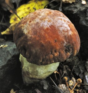 Hib skvrnit - Boletus depilatus (1).jpg