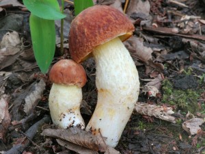 Hib skvrnit - Boletus depilatus (2).jpg