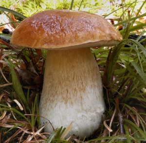 Hib smrkov - Boletus edulis .jpg