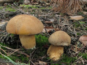 hib strako-Suillus varigatus2.jpg