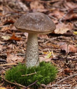 h IMG_6075m.jpg