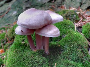 Helmovka edkvikov - Mycena pura.jpg