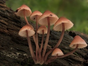 Helmovka krvonoha-Mycena haematopus.jpg