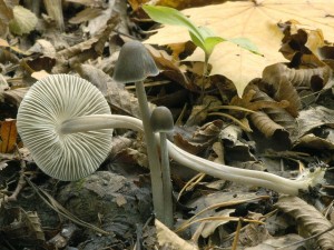 Helmovka rhonoh - Mycena polygrama.jpg