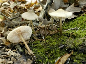 Helmovka rhonoh - Mycena polygrama (1).jpg