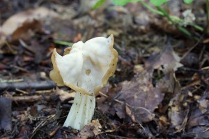 Helvella_crispa.jpg