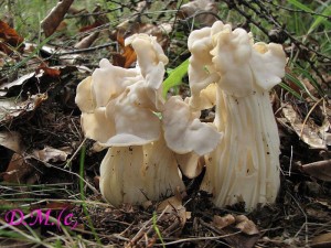 Helvella crispa.jpg