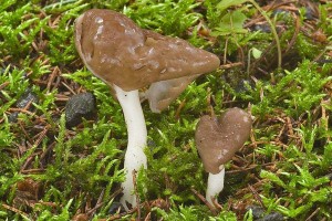 helvella_elastica_dm_14.jpg