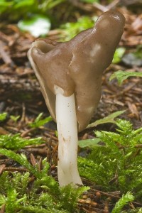 helvella_elastica_dm_15_1.jpg