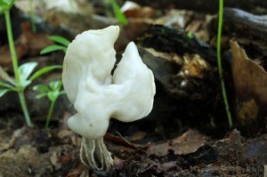 Helvella_lacunosa2.jpg