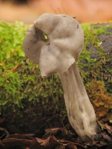 Helvella lacunosa3.jpg