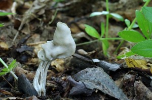 Helvella_lacunosa3.jpg