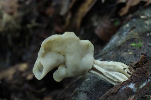 Helvella_lacunosa4.jpg