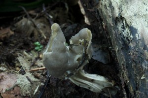 Helvella_lacunosa5.jpg