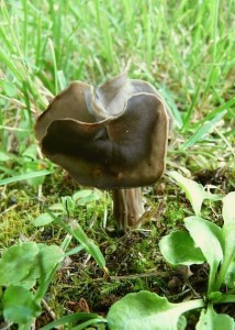 Helvella lacunosa - Bstvina.jpg