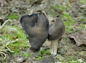 Helvella lacunosa.jpg