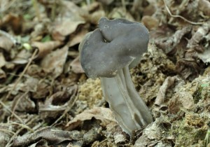 Helvella lacunosa.jpg