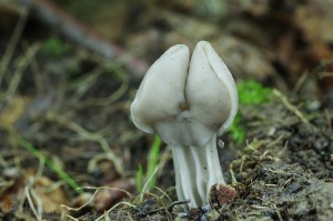 Helvella_lacunosa.jpg