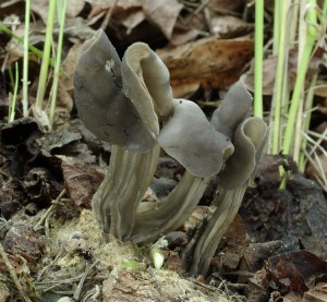 Helvella lacunosa (2).jpg