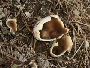 Helvella leucomelaena.jpg