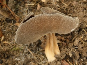 Helvella queletii.jpg