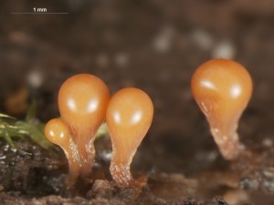 hemitrichia--5.jpg