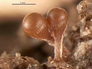 hemitrichia-dx-5.jpg