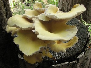 hlva miskovit-Pleurotus cornucopiae.JPG