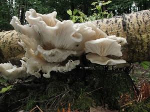 hlva plicn-Pleurotus pulmonarius.jpg