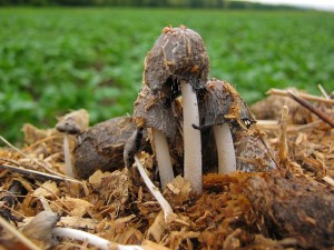 hnojnk mrvn-Coprinus cinereus 1.JPG