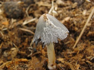 hnojnk mrvn-Coprinus cinereus 2.JPG