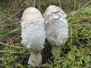 hnojnk obecn-Coprinus comatus.jpg