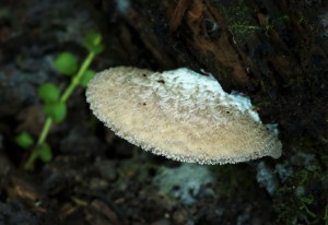 Hohenbuehelia mastrucata.jpg