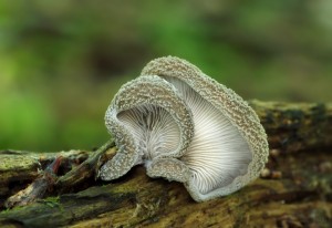 Hohenbuehelia mastrucata.jpg