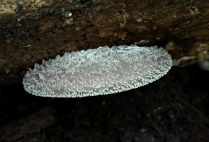 Hohenbuehelia mastrucata (2)B.jpg