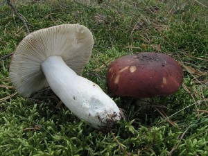 holubinka bruntn-Russula badia3.JPG