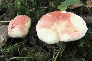 holubinka citliv--Russula luteotacta.jpg