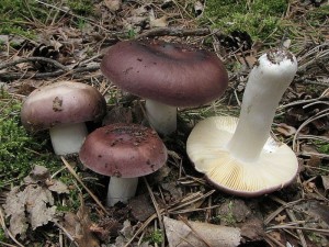 holubinka hok-Russula amara.JPG