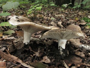 holubinka hustolist-Russula densifolia 2.jpg