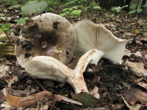 holubinka hustolist-Russula densifolia 3.jpg