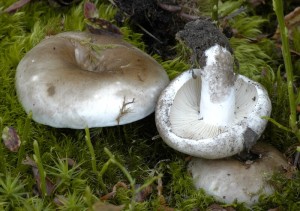 Holubinka hustolist - Russula densifolia (1).jpg