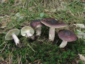 holubinka jzliv -Russula sardonia 2.jpg