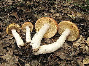 holubinka mnliv-Russula riigallina 1.jpg