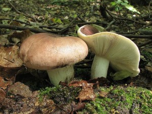 holubinka mandlov-Russula vesca4.jpg