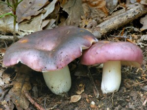 Holubinka mandlov - Russula vesca.jpg