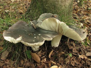 holubinka namodral-Russula cyanoxantha3.jpg