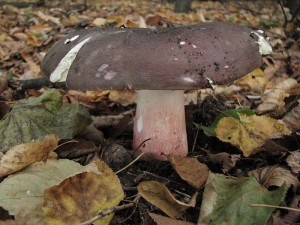 holubinka olivov-Russula olivacea1.jpg